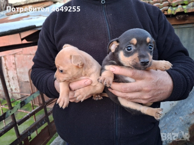 Малки кученца(пинчери), снимка 4 - Пинчер - 52390703