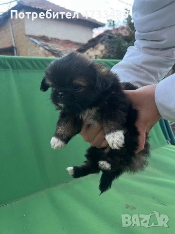 Пекинези, снимка 3 - Пекинез - 53420141