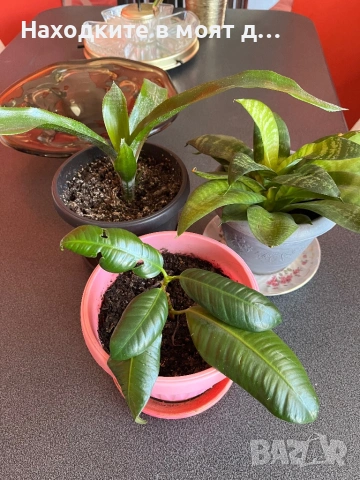 Комплекти от 3 броя стайни растения
