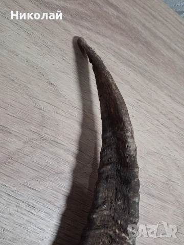 Стар Рог от Коза , снимка 3 - Антикварни и старинни предмети - 54175315