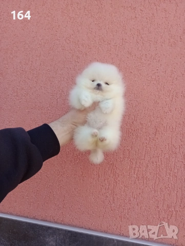 Миниатюрно мини момиче. Мини Померан. Реални снимки от 11.03.26г. , снимка 6 - Померан - 53794566