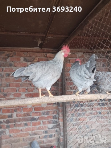 Продавам млади паунчета от миналата година, Лакенфелдер и изабелова лехорна, снимка 6 - други­ - 53682762