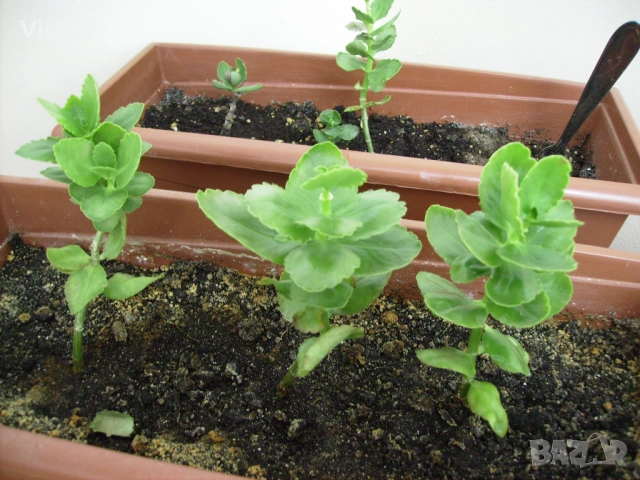 фотоапарат Pentax Optio E10, снимка 16 - Фотоапарати - 51450101