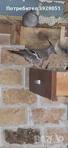 Продавам Австралийски качулати