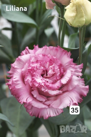 Семена (проф) Лизиантус ( Еустома), снимка 7 - Градински цветя и растения - 53397299