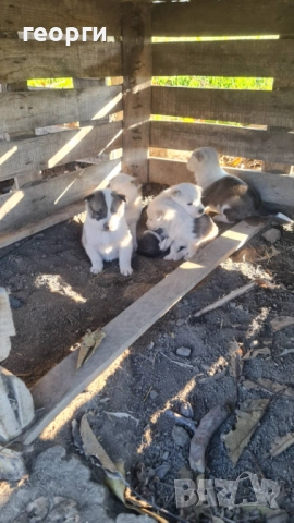 Западно сибирска лайка , снимка 5 - Други - 52490174