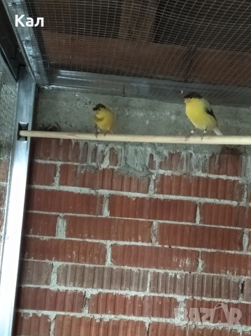 Канарче, снимка 6 - Канари - 53342397