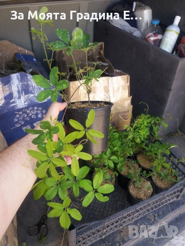 Акебия , снимка 6 - Градински цветя и растения - 53743831