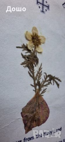 Картичка от Божи гроб с хербаризирано цвете, снимка 5 - Колекции - 52319926