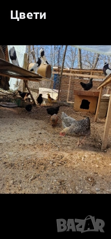 Продавам пилета , снимка 7 - Кокошки и пуйки - 53796266
