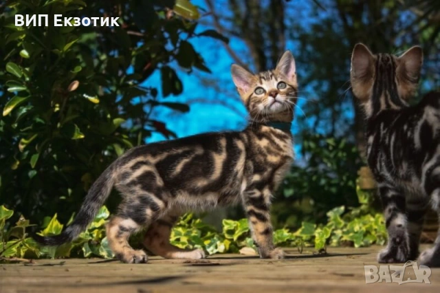 ПРОДАВА БЕНГАЛСКИ КОТЕТА, снимка 2 - Бенгалски - 53846367