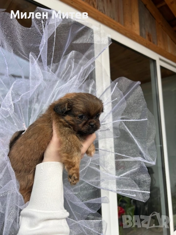 Кученца пекинез, снимка 2 - Пекинез - 53399784