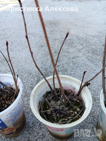 Арония разсад, снимка 2 - Разсади - 53768709