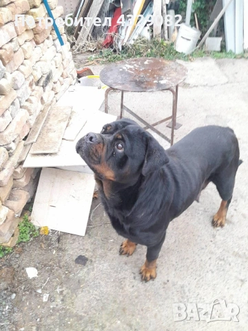 Продавам женски ротвайлер, снимка 3 - Ротвайлер - 53088126