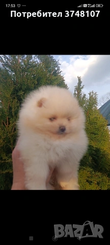 Померан/Померани , снимка 2 - Померан - 53999282