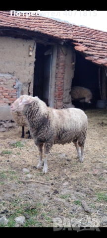 Мъжко шиле Ил дьо франс 