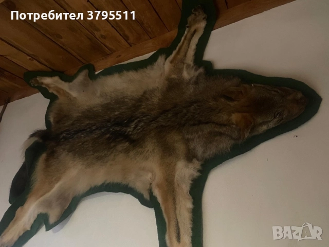 Кожа   от вълк и препариран фазан , снимка 3 - Декорация за дома - 51764515