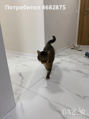 Спешно търси дом – ДОМАШЕН КОТАРАК, снимка 3 - Други - 52794447