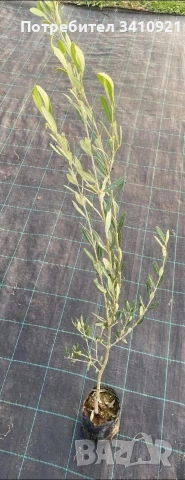 маслина Халкидики 