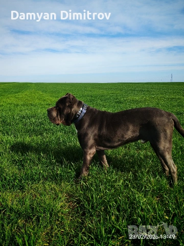 Мъжко Кане корсо за разплод , снимка 4 - Кане корсо - 53841337
