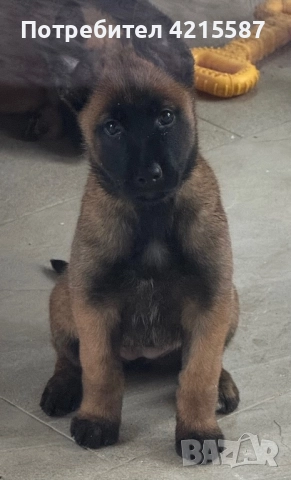 Белгийска овчарка бебе