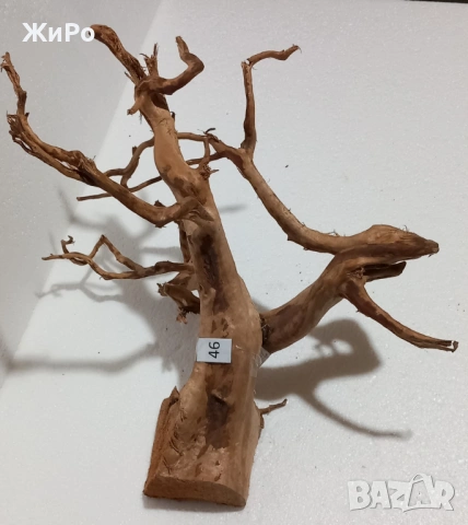 Корен от Азалия /декорация/ 46, снимка 2 - Други - 49874734