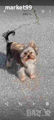 Йорки момиче, снимка 2 - Йоркширски териер - 53911984