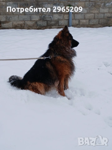 Немска овчарка, мъжко, снимка 3 - Немска овчарка - 53758712