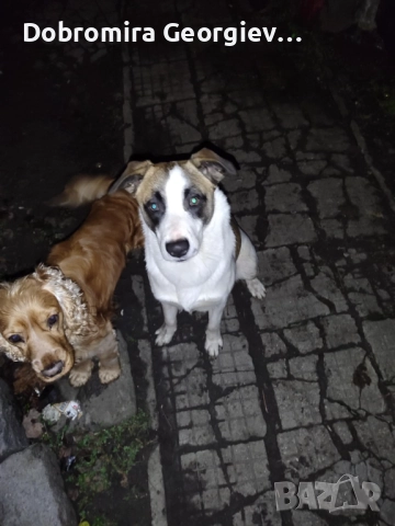 Рино си търси любящ дом, снимка 2 - Други - 52951728