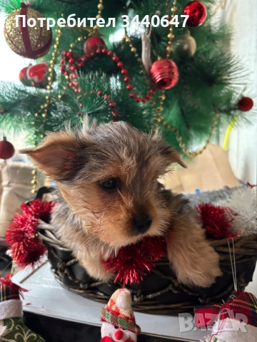 Мъжко йорки , снимка 8 - Йоркширски териер - 52897629