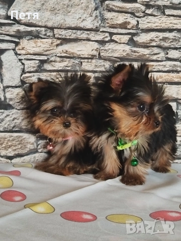 продавам, снимка 5 - Йоркширски териер - 53638939