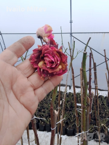 Щамбови рози , снимка 2 - Градински цветя и растения - 53076354