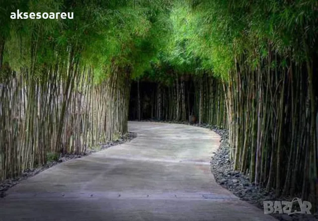 100 Семена от гигантски бамбук Moso Bambo градински горски декоративни растения за дома и двора бамб, снимка 10 - Сортови семена и луковици - 49827507
