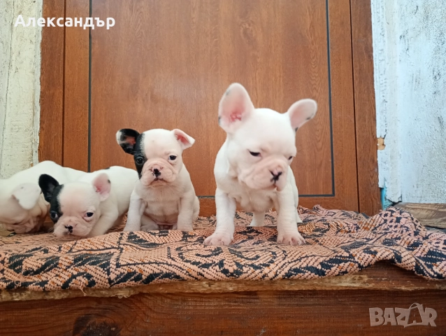 Френски булдог кученца , снимка 5 - Френски булдог - 52862844