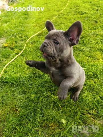 Френски булдог чистокръвен