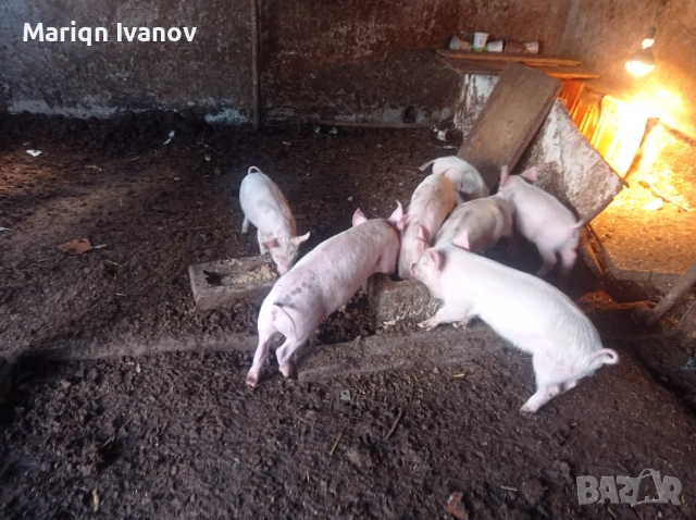 Малки прасенца , снимка 2 - Прасета - 53633547
