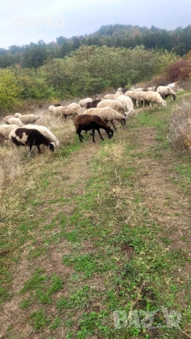 Продават се овце и шилета., снимка 10 - Овце - 52260562