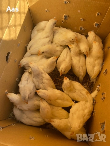 Пилета легхорн, снимка 2 - Други животни - 53829119