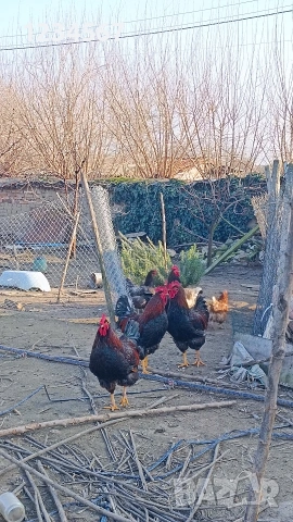 Млад катунски петел Червена линия, снимка 3 - други­ - 53666227