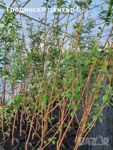 Японска вишна канзан в саксия 200см, снимка 3 - Градински цветя и растения - 45594261