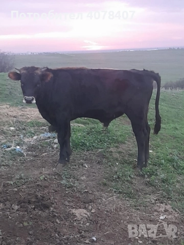 Продавам телета 