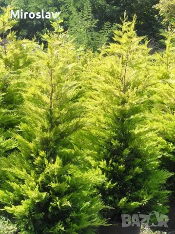Кипарис Лейланди (Златен ездач), снимка 4 - Градински цветя и растения - 49938287