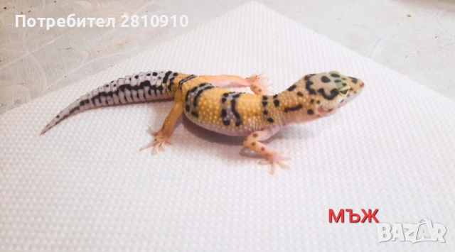 леопардови гекони' 24