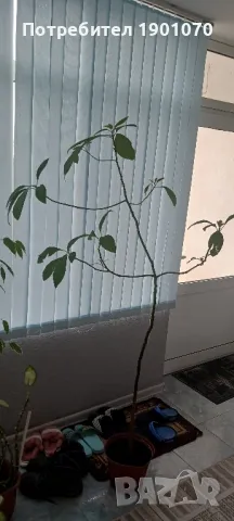 Авокадо , снимка 1