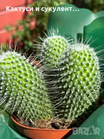 Кактус Mammillaria Un Pico 3 броя за 40 лв, снимка 3 - Градински цветя и растения - 46863566