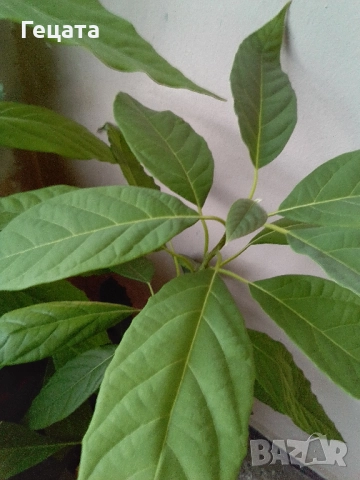 Авокадо 5 броя + саксия, снимка 3 - Стайни растения - 52514466