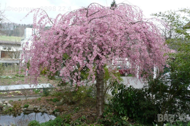 Плачеща японска вишна – Prunus ‘Pendula Rubra’, снимка 6 - Разсади - 54184955