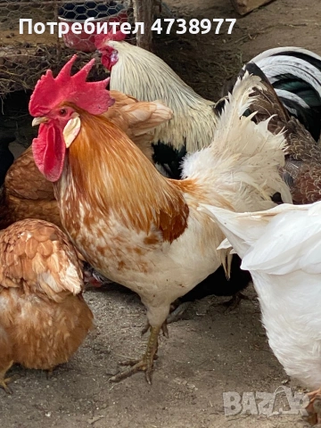 Разплодни яйца, снимка 6 - други­ - 54272318