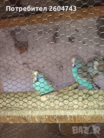 Продавам различни видове папагали , снимка 18 - Папагали - 52892178