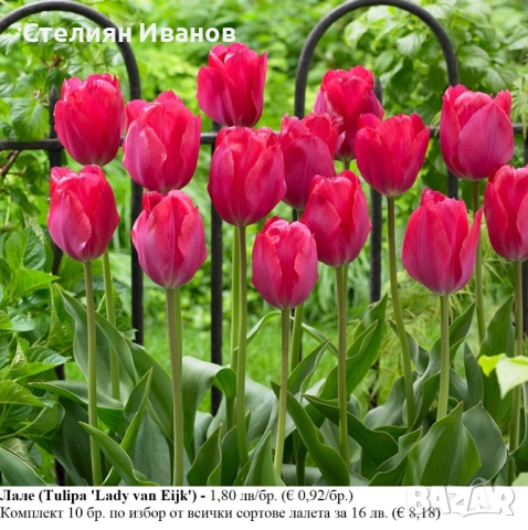 СОРТОВИ ЛАЛЕТА – ЛУКОВИЦИ - част 2, снимка 5 - Сортови семена и луковици - 52372863